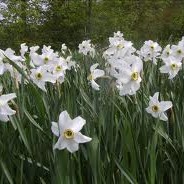 Planting of 1000 Camassia and Narcissi bulbs for 2014