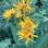 Inula helenium