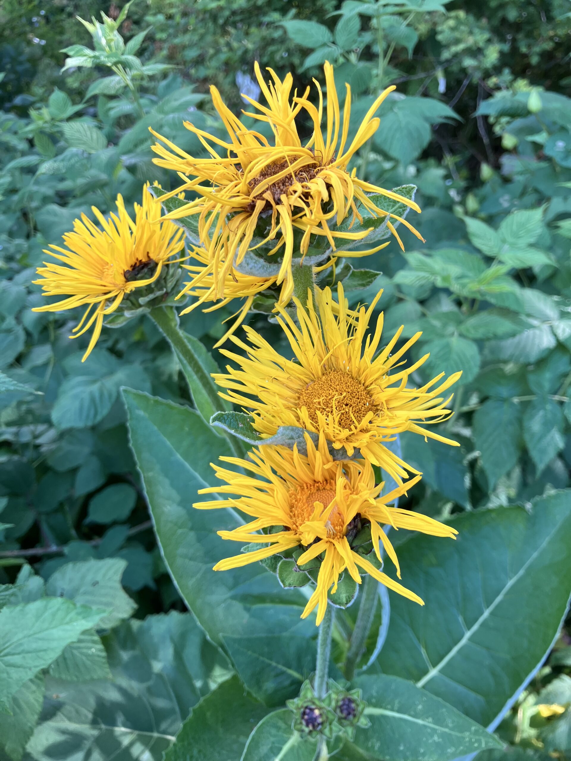 Inula helenium