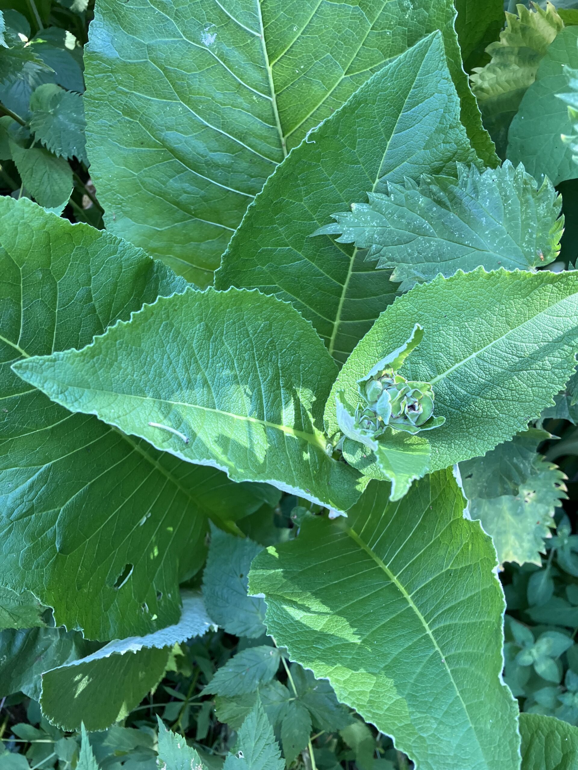 Inula helenium - Image 4