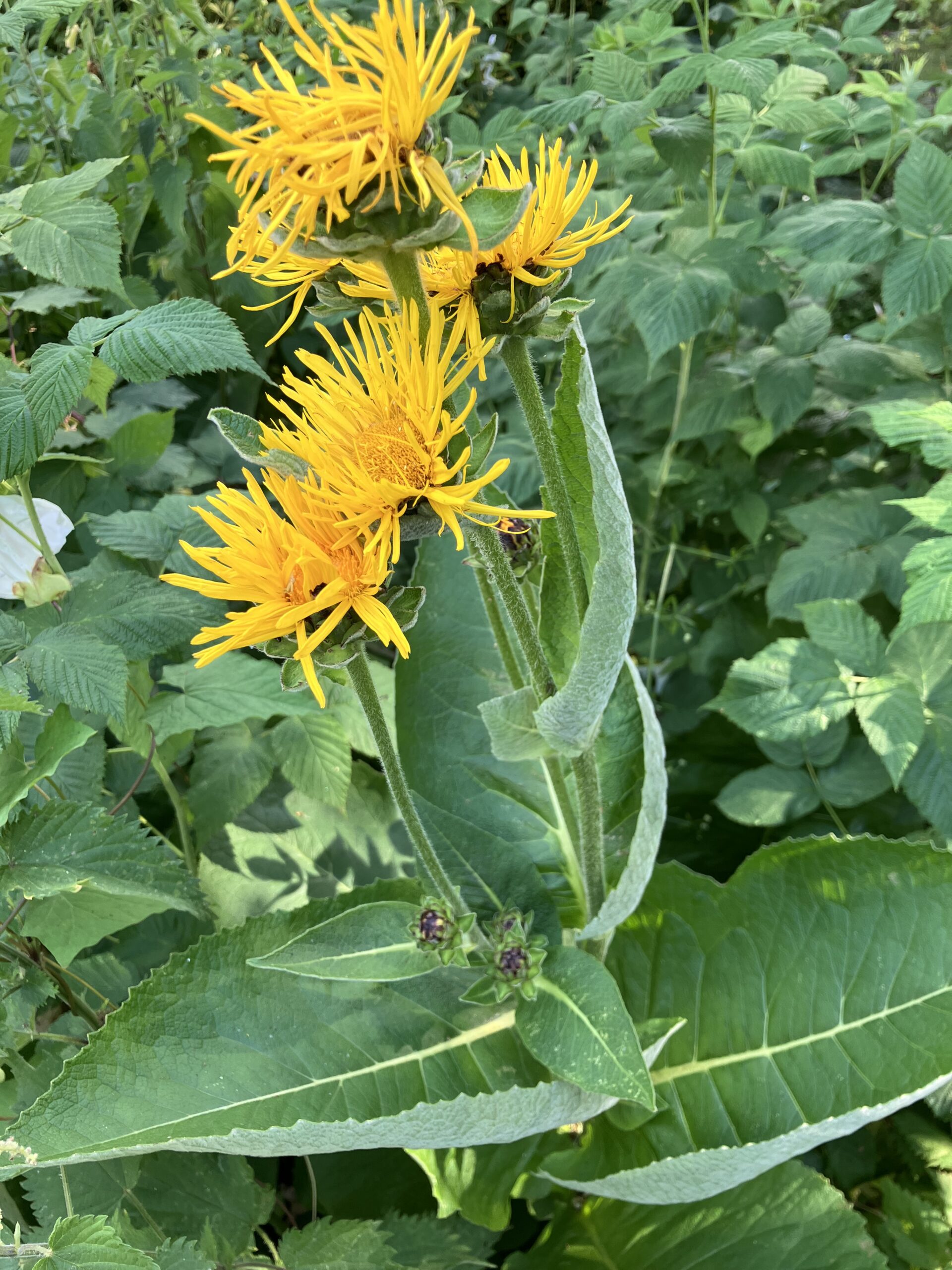 Inula helenium - Image 3