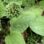 Plantago rosularis “Bowles variety”