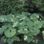 Petasites japonica variegata