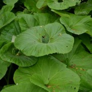 The Petasites