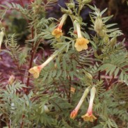 Plant of the month – June – Polemonium Paucifolium