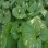 Petasites japonica variegata
