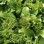 Plantago rosularis “Bowles variety”