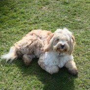 Introducing Bagshaw the Tibetan terrier