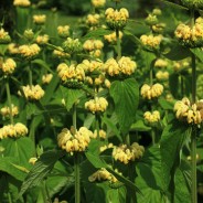 Plant of the Month – May – Phlomis Russeliana