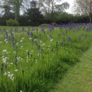 Camassia cricket pitch