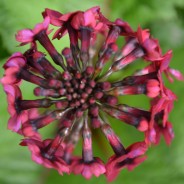 Exciting new plants for 2016