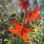 Crocosmia Ember Glow