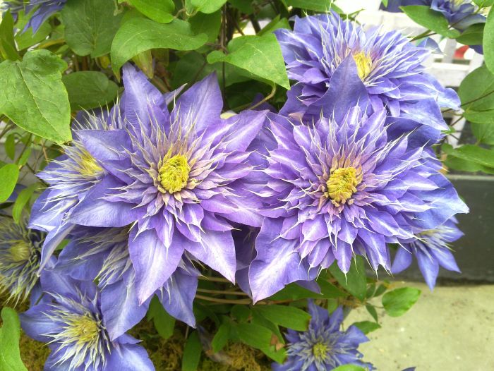 Clematis multi blue | Lewis Cottage Plants