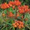 Euphorbia griffithii “Fireglow”