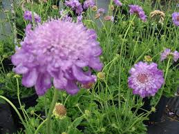 Scabious Eileen's Pink