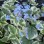 Brunnera macrophylla “Hadspen Cream”
