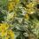 Lysimachia punctata “Alexander’s form”