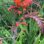 Crocosmia Mistral