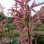 Rheum palmatum “Rubrum”