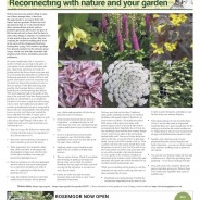 Reconnecting with nature & your garden – Moorlander July 2020