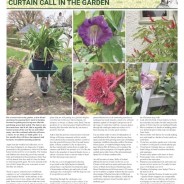 Curtain call in the Garden – Moorlander November 2021