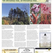 Oh Christmas tree, oh Christmas tree – Moorlander December 2021