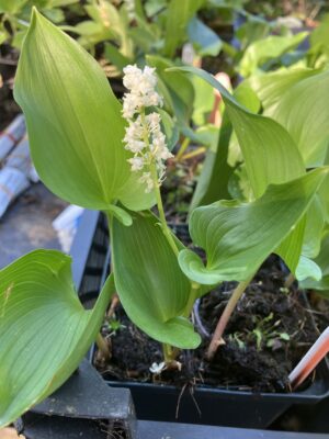 Maianthemum canadense