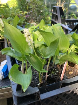 Maianthemum canadense - Image 2