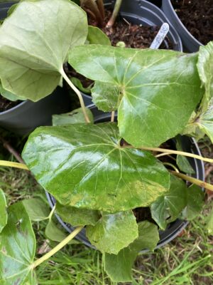 Farfugium japonica gigantea - Image 2