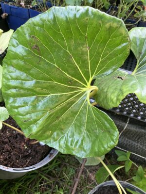 Farfugium japonica gigantea