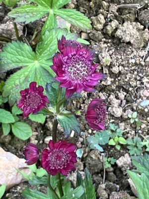Astrantia Gill Richardson - Image 4