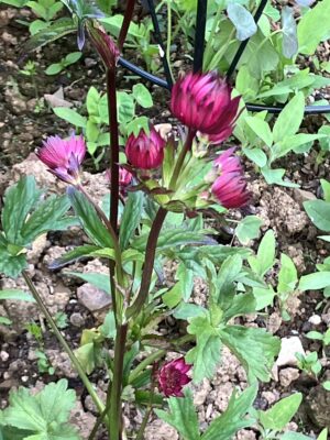 Astrantia Gill Richardson