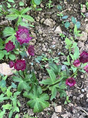 Astrantia Gill Richardson - Image 2