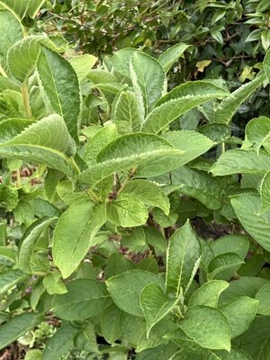 Weigela middendorffiana
