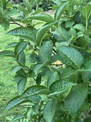 Weigela middendorffiana - Image 2