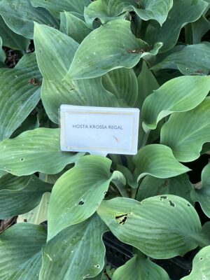 Hosta Krossa Regal