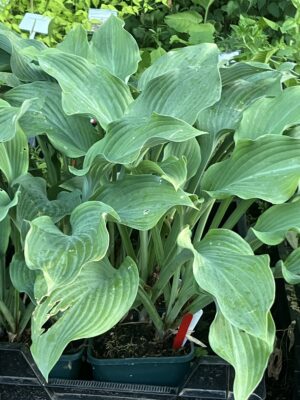 Hosta Krossa Regal - Image 2