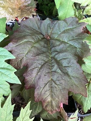 Rheum palmatum Atrosanguineum