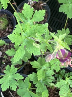 Geranium phaeum "Golden Spring" - Image 2