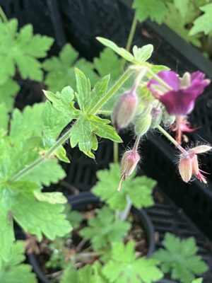 Geranium phaeum "Golden Spring"