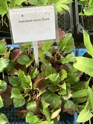 Mukgenia Nova Flame