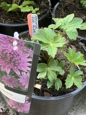 Astrantia "Pink Pride"
