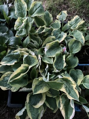 Hosta "Wide brim" - Image 3
