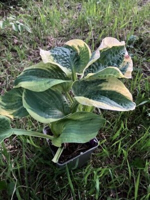 Hosta "Wide brim"