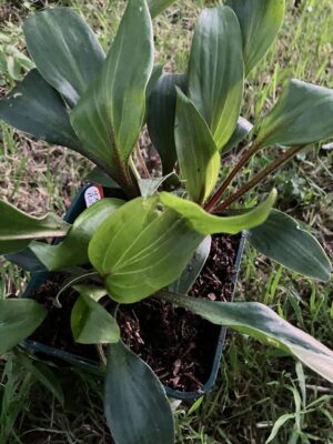 Hosta Purple Heart - Image 3