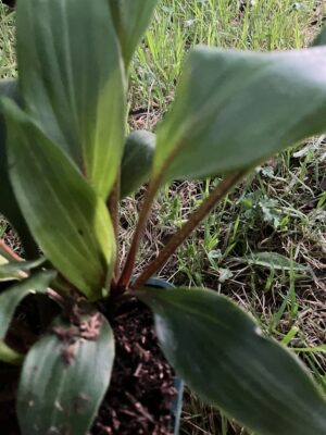Hosta Purple Heart