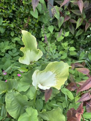 Zantedeschia Green Goddess - Image 4