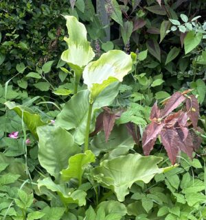 Zantedeschia Green Goddess