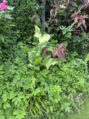 Zantedeschia Green Goddess - Image 5