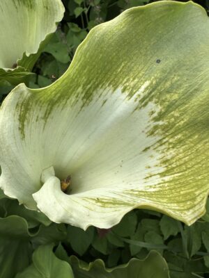 Zantedeschia Green Goddess - Image 3